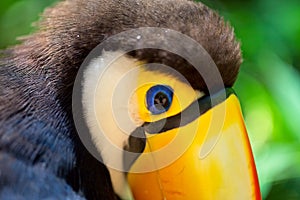 Closeup portrait of Toucan Ramphastos toco head Foz do Iguacu, Brazil