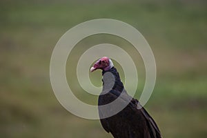 Closeup portrait of Turkey Vulture Cathartes aura Pantanal, Brazil