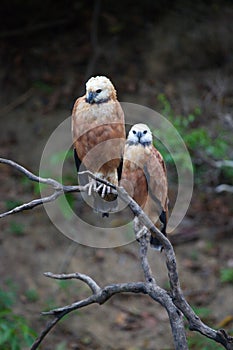 Closeup portrait of two Black-collared Hawks Busarellus nigricollis sitting on dead branch, Bolivia