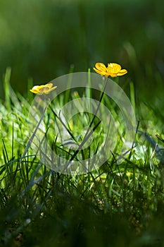 A closeup portrait of two buttercup flowrs standing in the grass of a lawn with the sunlight only hitting them. It is also called