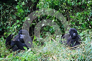 Closeup portrait of two endangered adult Silverback Mountain Gorilla Gorilla beringei beringei playing in bamboo Volcanoes