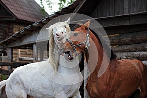 Closeup portrait of two horses playing together outside at the farm
