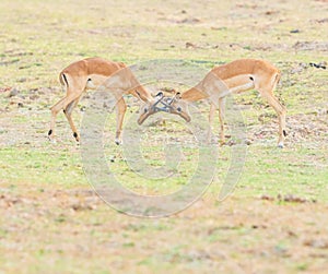 A closeup portrait of two male Impalas fighting
