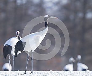 A closeup portrait of two red crowned cranes in Hokkaido , Japan