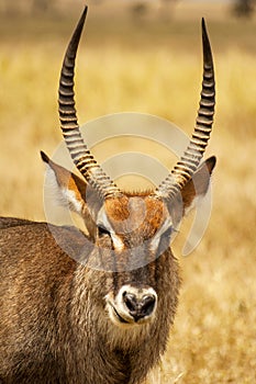 Closeup portrait of a Waterbuck antelope Kobus ellipsiprymnus in Serengeti National Park Tanzania