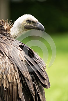 Closeup portrait of a white-backed vulture  Gyps Africanus  outdoors with a green background bird of prey