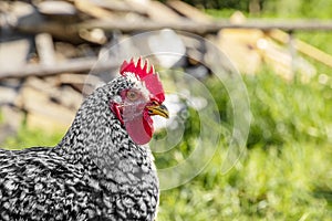 Closeup portrait of a white and black chicken outdoor