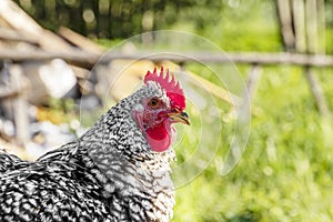 Closeup portrait of a white and black chicken