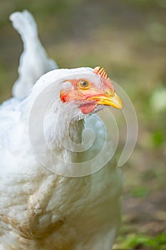 Closeup portrait of a white chicken with blur background