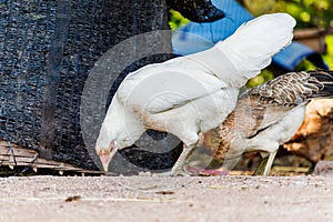 Closeup portrait of a white chicken outdoor.