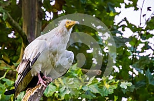 Closeup portrait of a white egyptian vulture, Scavenger bird specie from Africa