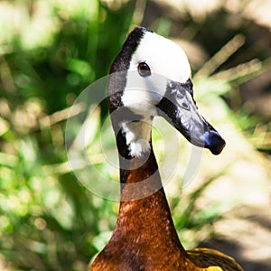 Closeup portrait White Faced Whistling Duck with white and black head