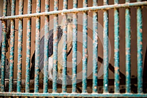 closeup portrait of white hawk with black wings sitting on wooden branch in cage