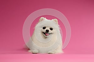 Closeup Portrait of White Spitz Dog on Colored Background