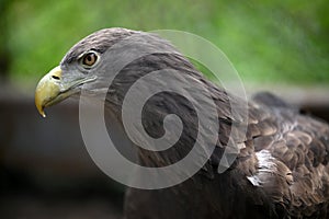 White-tailed Sea Eagle