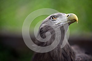 White-tailed Sea Eagle
