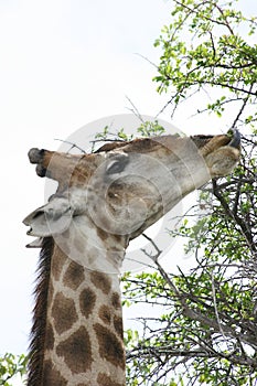 Closeup portrait of wild Angolan Giraffe Giraffa camelopardalis angolensis feeding on thorns inside Etosha National Park, Namibi
