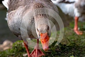 Closeup portrait of a wild goose in its natural surroundings. Wild Goose Portrait. A wild goose by the lake