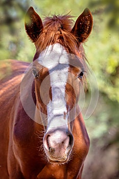 Closeup Portrait of Wild Horse