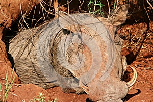 Closeup portrait of wild warthog Phacochoerus africanus in Swaziland.