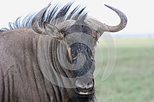 Closeup portrait of Wildebeest Connochaetes taurinus grazing Etosha National Park, Namibia