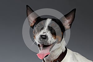 Closeup Portrait of Winked Jack Russell Terrier Dog squints