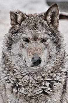 Closeup portrait of a wolf, head of a powerful proud predator