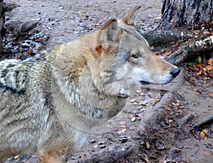 Closeup portrait of wolf. Stock foto of wild animal