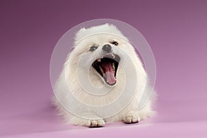 Closeup Portrait of Yawns Spitz Dog on Colored Background