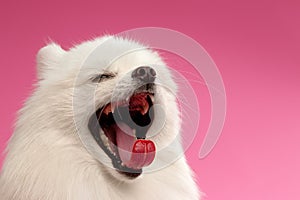 Closeup Portrait of Yawns Spitz Dog on Colored Background