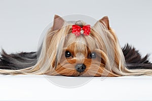 Closeup Portrait Yorkshire Terrier Dog Lying on White