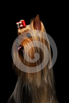 Closeup Portrait of Yorkshire Terrier Dog Showing Tongue on Black