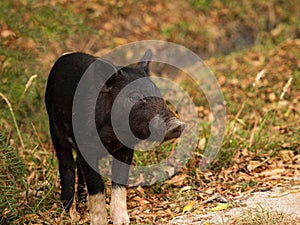 Closeup portrait of young black piglet wild boar feral pig with white forelegs in Abel Tasman National Park New Zealand