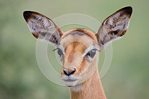 A closeup portrait of a young Impala fawn aepyceros melampus, South Africa photo
