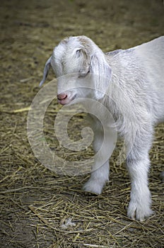 Closeup portrait of a young kid goat