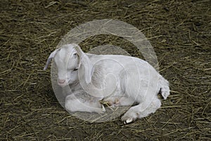 Closeup portrait of a young kid goat