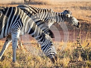 Closeup portrait of zebras in Mlilwane Wildlife Sanctuary, Swaziland, Southern Africa