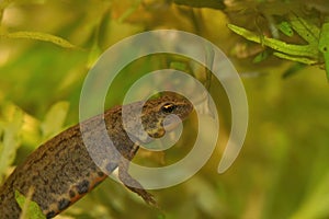 Closeup on a Portuguese Bosca's newt, Lissotriton boscai hiding among the green waterweeds photo