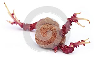 Closeup of potato germinating