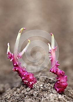 Closeup of potato germinating