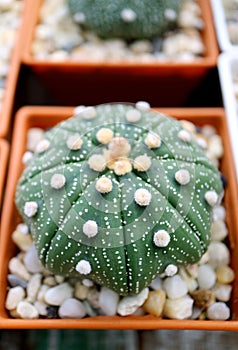 Closeup of Potted Astrophytum Asterias or Sand Dollar Cactus Plant