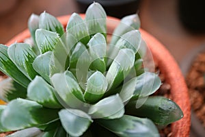 Closeup Potted Haworthia Cooperi Var. Dielsiana, a Cute Mini Succulent Plants