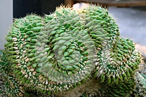 Closeup Potted Mammillaria Elongata Cristata or Brain Cactus with Selective Focus