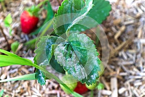 Closeup of powdery mildew on a strawberry leaf