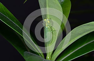 Praying Mantis Camouflage on Back of Green Leaf