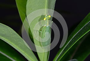 Praying Mantis Camouflage on Back of Green Leaf