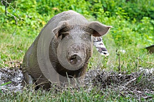 Closeup of a pregnant muddy sow sitting on a mud puddle: pig farming concept
