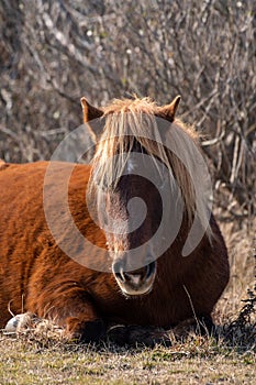 A closeup of a pregnant wild brown mare laying in the sand at Assateague Island