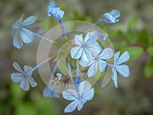 Pretty blue cape leadwort flowers, Plumbago auriculata