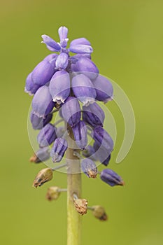 Closeup on a pretty blue grape hyacinth, Muscari botryoides against a green background
